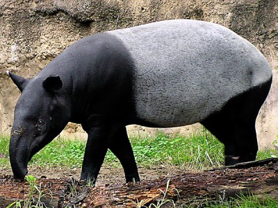 tapir.jpg