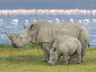 белые носороги.jpg