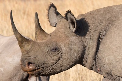 черный носорог голова.jpg