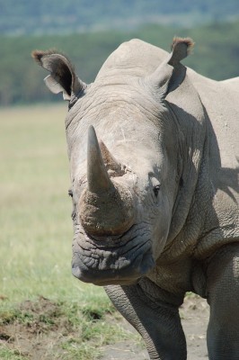 белый носорог голова.jpg