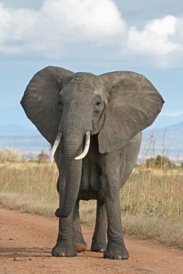 слон.jpg