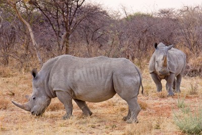 белый носорог.jpg