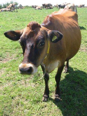 800px-Jersey_cattle_in_Jersey.jpg