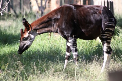 Okapi_(Okapia_johnstoni)_2009-04-04_02.jpg