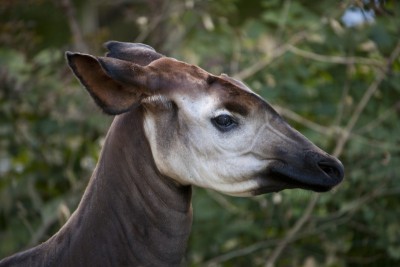 okapi-head_medium.jpg